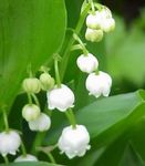 drops